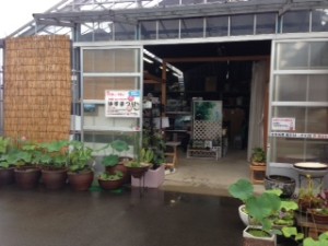 水生植物販売店